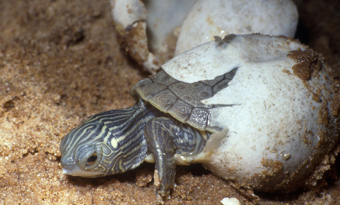 Cada cuanto se cambia el agua de una tortuga de agua dulce - Consejos  Miscota